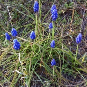 Muscari armeniacum at Isaacs, ACT - 14 Sep 2017