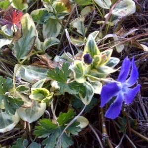 Vinca major at Isaacs, ACT - 14 Sep 2017