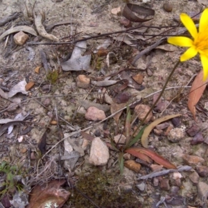 Microseris walteri at Canberra Central, ACT - 15 Sep 2017