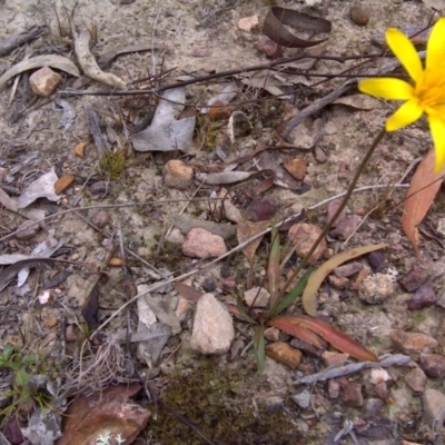 Microseris walteri (Yam Daisy, Murnong) at Black Mountain - 15 Sep 2017 by Mike