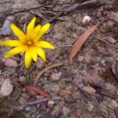 Microseris walteri at Canberra Central, ACT - 15 Sep 2017