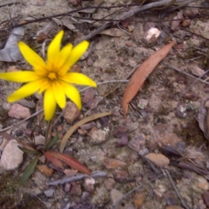 Microseris walteri at Canberra Central, ACT - 15 Sep 2017