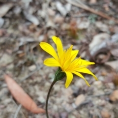 Microseris walteri at Canberra Central, ACT - 15 Sep 2017