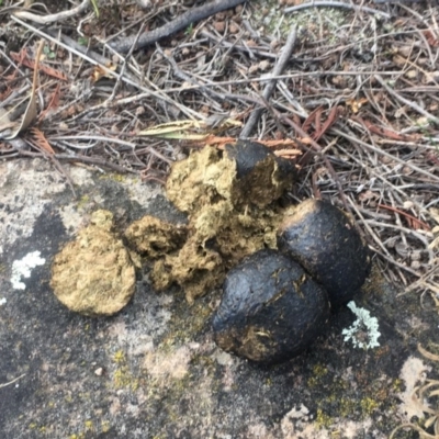 Vombatus ursinus (Common wombat, Bare-nosed Wombat) at Mount Taylor - 15 Sep 2017 by George