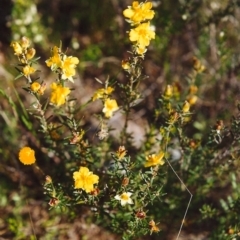 Hibbertia calycina (Lesser Guinea-flower) at Conder, ACT - 17 Oct 1999 by MichaelBedingfield