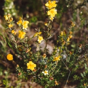 Hibbertia calycina at Conder, ACT - 17 Oct 1999 12:00 AM