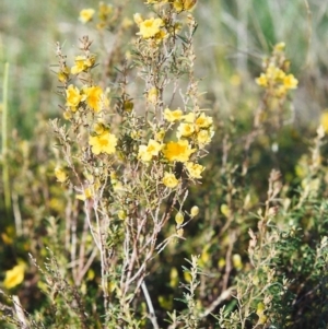 Hibbertia calycina at Conder, ACT - 17 Oct 1999 12:00 AM