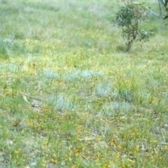 Leptorhynchos squamatus (Scaly Buttons) at Tuggeranong Hill - 8 Nov 1999 by michaelb