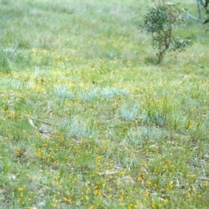 Leptorhynchos squamatus at Conder, ACT - 9 Nov 1999