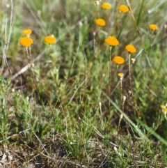 Leptorhynchos squamatus (Scaly Buttons) at Conder, ACT - 16 Oct 1999 by michaelb