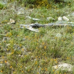 Leptorhynchos squamatus (Scaly Buttons) at Conder, ACT - 30 Oct 1999 by michaelb