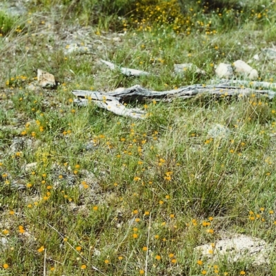 Leptorhynchos squamatus (Scaly Buttons) at Tuggeranong Hill - 30 Oct 1999 by michaelb