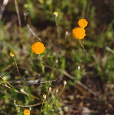 Leptorhynchos squamatus (Scaly Buttons) at Conder, ACT - 18 Oct 1999 by MichaelBedingfield