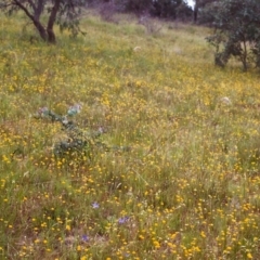 Leptorhynchos squamatus (Scaly Buttons) at Tuggeranong Hill - 19 Nov 1999 by michaelb