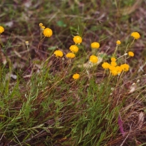 Leptorhynchos squamatus at Conder, ACT - 17 Nov 2000