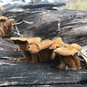 Lentinus fasciatus at Merimbula, NSW - 16 Sep 2017