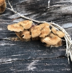 Lentinus fasciatus at Merimbula, NSW - 16 Sep 2017