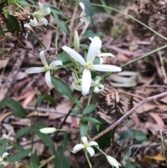 Clematis glycinoides (Headache Vine) at Merimbula, NSW - 15 Sep 2017 by AaronClausen