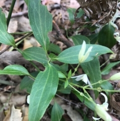 Clematis glycinoides at Merimbula, NSW - 16 Sep 2017