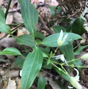 Clematis glycinoides at Merimbula, NSW - 16 Sep 2017