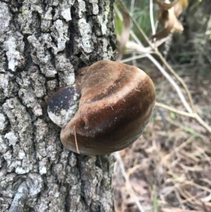 Phellinus sp. at Berrambool, NSW - 16 Sep 2017 10:08 AM