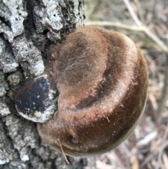 Phellinus sp. at Berrambool, NSW - 16 Sep 2017