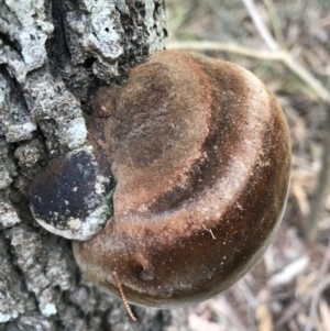 Phellinus sp. at Berrambool, NSW - 16 Sep 2017 10:08 AM