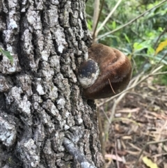 Phellinus sp. at Berrambool, NSW - 16 Sep 2017