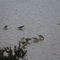 Limosa lapponica (Bar-tailed Godwit) at Merimbula, NSW - 15 Sep 2017 by ibaird