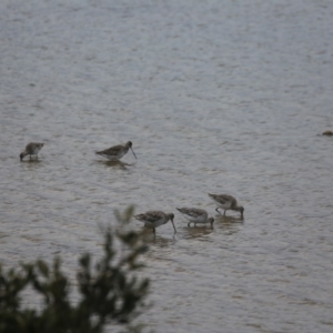 Limosa lapponica at Merimbula, NSW - 16 Sep 2017