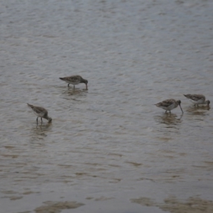 Limosa lapponica at Merimbula, NSW - 16 Sep 2017