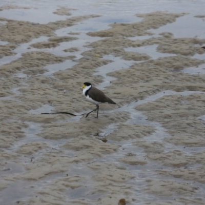 Vanellus miles (Masked Lapwing) at Merimbula, NSW - 16 Sep 2017 by ibaird