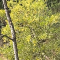 Unidentified Wattle at Merimbula, NSW - 16 Sep 2017 by RobynKesby