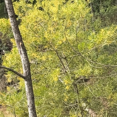 Unidentified Wattle at Merimbula, NSW - 16 Sep 2017 by RobynKesby