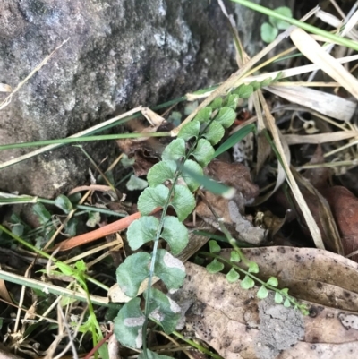 Asplenium flabellifolium (Necklace Fern) at Berrambool, NSW - 16 Sep 2017 by RobynKesby