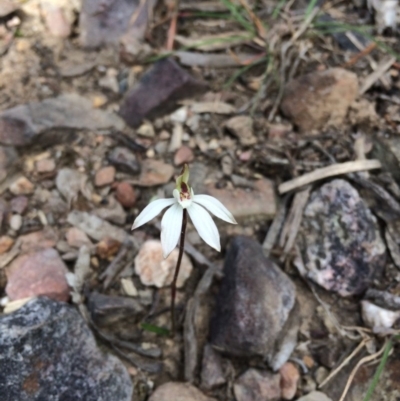 Caladenia fuscata (Dusky Fingers) at Acton, ACT - 16 Sep 2017 by Lindell