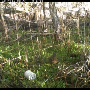 Turdus merula at Merimbula, NSW - 13 Sep 2017