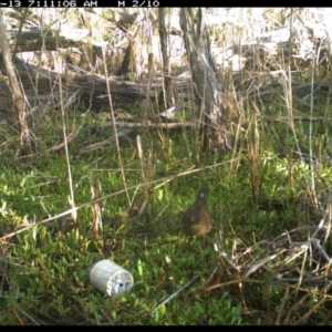 Turdus merula at Merimbula, NSW - 13 Sep 2017 07:11 AM