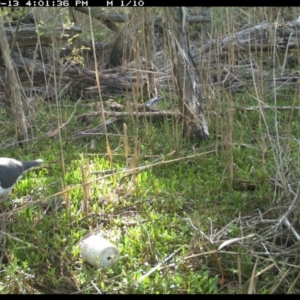 Leucosarcia melanoleuca at Merimbula, NSW - 13 Sep 2017