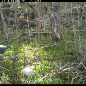 Leucosarcia melanoleuca at Merimbula, NSW - 13 Sep 2017 04:01 PM