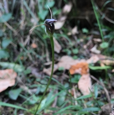 Pterostylis pedunculata (Maroonhood) at Berrambool, NSW - 16 Sep 2017 by AaronClausen