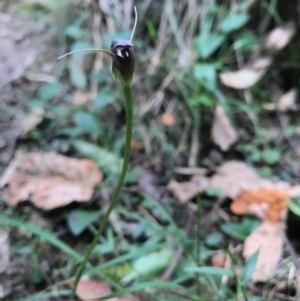 Pterostylis pedunculata at Berrambool, NSW - suppressed