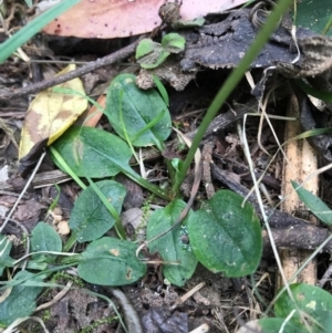 Pterostylis pedunculata at Berrambool, NSW - suppressed