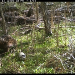 Tachyglossus aculeatus (Short-beaked Echidna) at Merimbula, NSW - 14 Sep 2017 by DeanAnsell