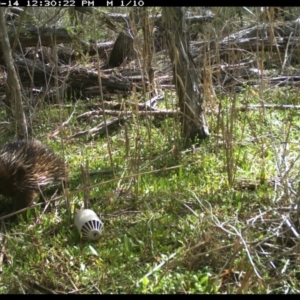 Tachyglossus aculeatus at Merimbula, NSW - 14 Sep 2017