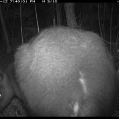 Wallabia bicolor (Swamp Wallaby) at Merimbula, NSW - 12 Sep 2017 by ibaird