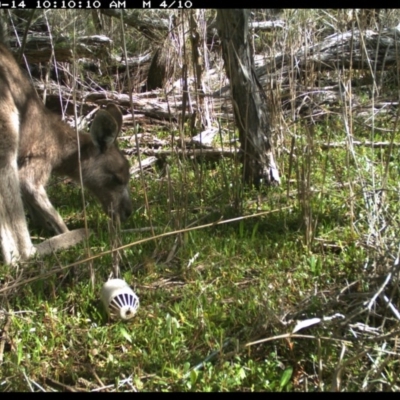 Macropus giganteus (Eastern Grey Kangaroo) at Merimbula, NSW - 14 Sep 2017 by ibaird