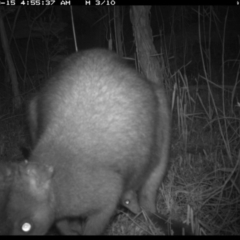 Wallabia bicolor (Swamp Wallaby) at Merimbula, NSW - 15 Sep 2017 by ibaird