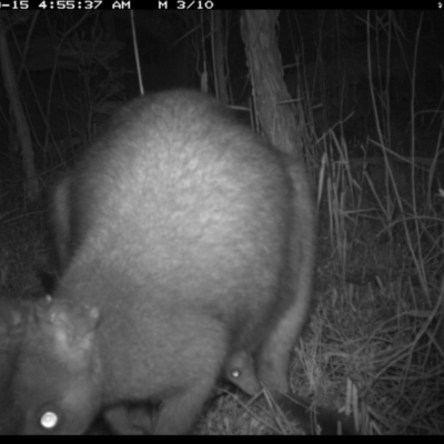 Wallabia bicolor (Swamp Wallaby) at Merimbula, NSW - 15 Sep 2017 by ibaird