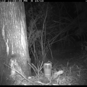 Antechinus sp. (genus) at Merimbula, NSW - 12 Sep 2017 11:03 PM